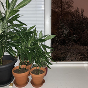 Walnut Instrument / Ballet for Skeptics