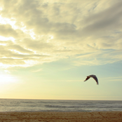 The Seagull Explodes