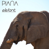 Elefant