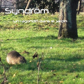 Un Ragondin Dans Le Jardin