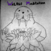 Walrus Meditation