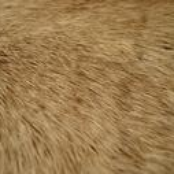 The Island Of Furverts