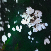 Lo Frágil del Sentimiento / Sakura