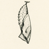 chrysalis