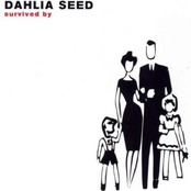 Jet Spin by Dahlia Seed