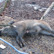 day of the rabbit trilogy