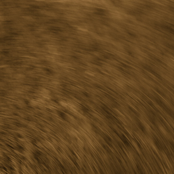 unknown bodies parade