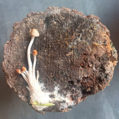 Seven Stages Of Grief