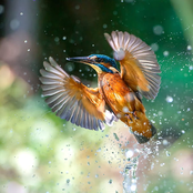 Birds Dreams, Vol. II