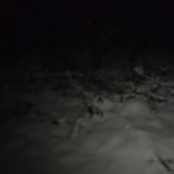 Деревья, сгнившие до ствола