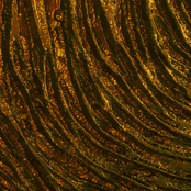 Domesticate The Weak