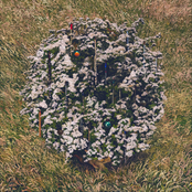 Mayfly