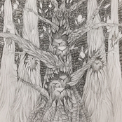Light Owls