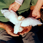 I Can’t Smell The Roses Underground