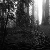 Rite of the Sacred Wound