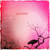 Junebird