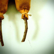 primitive agriculture