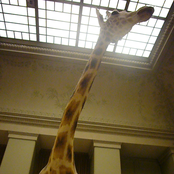 demo Diesel-U-Music Awards 2006