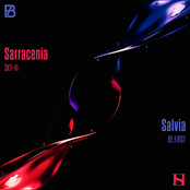 Sky-Hi: Sarracenia / Salvia