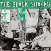 the black sharks