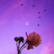 Afternoon Melancholic