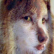 It Better Be the Weird Wolf