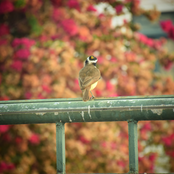 Primeira Conjugação