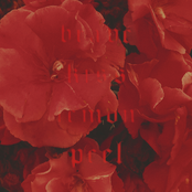 Brave Kiss Lemon Peel