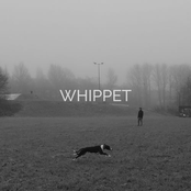Whippet