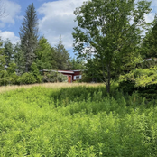 flyingfish: forest green