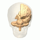 Headless Cranium