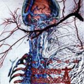 Bizarre Embalming - Carnal Diafragma