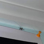 will u ever shut up !