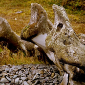 Birds of Naukan (Птицы Наукана)