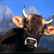 cashcouille it's not an album