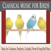 Classical Music for Birds: Music for Cockatoos, Parakeets, Cockatiel, Parrot & Song Bird Music