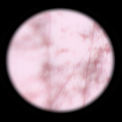 The Forgotten Colours of Dreams OST