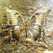 Anapteroma by Blue Birds Refuse To Fly