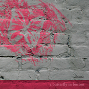 A Butterfly in Boston