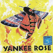 yankee rose