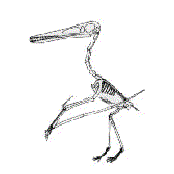 Pteranodon