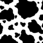 Divina Bovina