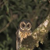 mottled owl