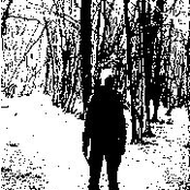 The Light Through The Trees