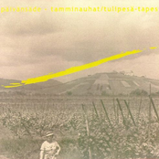 Tamminauhat / Tulipesä-Tapes