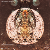 Catalepsy Lp - Remanufactured