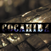 Cocahiba
