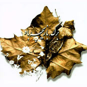 Leaf Playing In The Wind