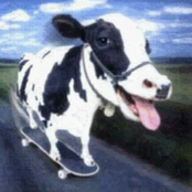 котята и щеночки