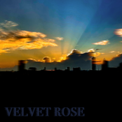 Velvet Rose